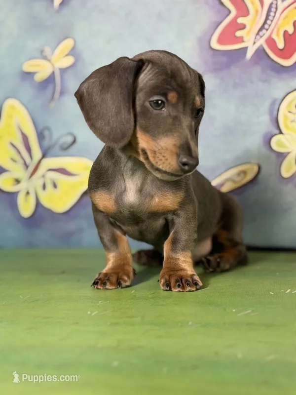 PRIMROSE-Gorgeous SH Blue & Tan – Miniature Dachshund puppy for sale in Monroe City, IN