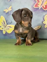 PRIMROSE-Gorgeous SH Blue & Tan, a female Miniature Dachshund for sale in Monroe City, IN – 1 of 6