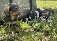 Hazel-Gorgeous AKC Chocolate & Tan Female- LH, a female Miniature Dachshund for sale in Monroe City, IN – 9 of 10