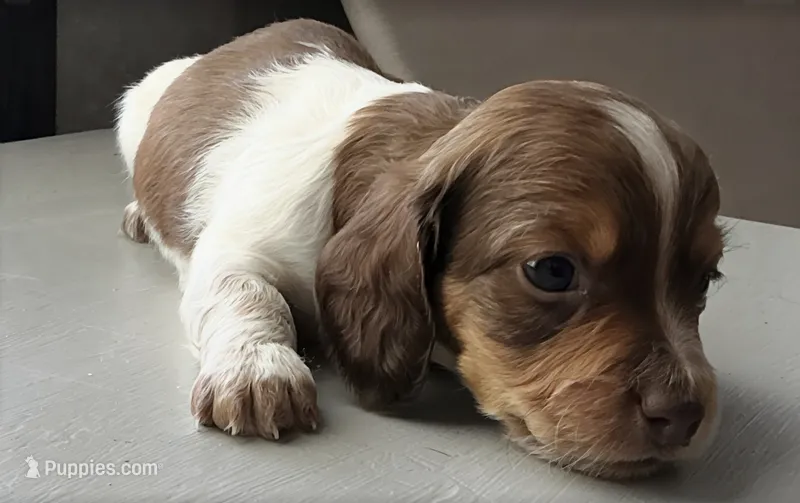 Atlas - Handsome LH AKC Tan & White Piebald (Symmetrical Markings) – Miniature Dachshund puppy for sale in Monroe City, IN