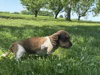 Cooper - Blue-Eyed AKC Tan & White Piebald w/ ticking, a male Miniature Dachshund for sale in Monroe City, IN – 3 of 6