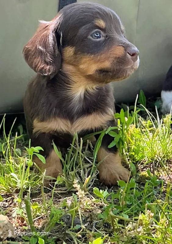 Gorgeous AKC Chocolate & Tan Female- LH – Miniature Dachshund puppy for sale in Monroe City, IN