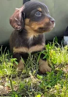 Gorgeous AKC Chocolate & Tan Female- LH, a female Miniature Dachshund for sale in Monroe City, IN – 2 of 6