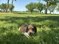 Cooper - Blue-Eyed AKC Tan & White Piebald w/ ticking, a male Miniature Dachshund for sale in Monroe City, IN – 4 of 6