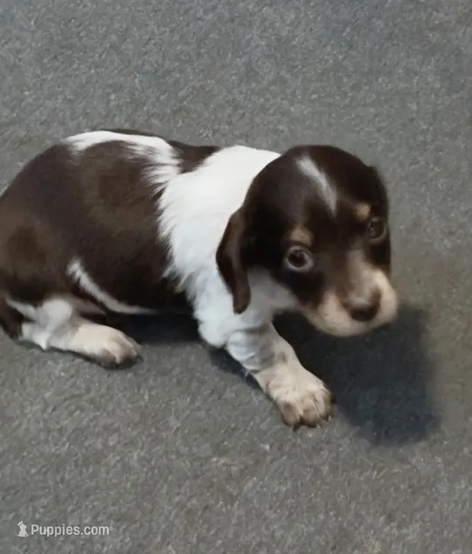 Princess-Elegant AKC Chocolate & White Piebald – Miniature Dachshund puppy for sale in Monroe City, IN