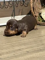 Gorgeous AKC Chocolate & Tan Female- LH, a female Miniature Dachshund for sale in Monroe City, IN – 3 of 6