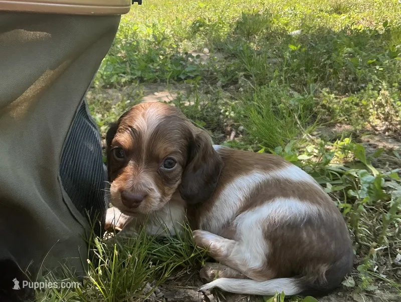 Atlas - AKC Tan & White Piebald LH-Health Tested Parents – Miniature Dachshund puppy for sale in Monroe City, IN