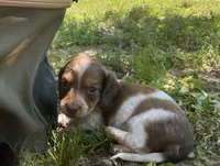 Atlas - AKC Tan & White Piebald LH-Health Tested Parents, a male Miniature Dachshund for sale in Monroe City, IN – 1 of 7