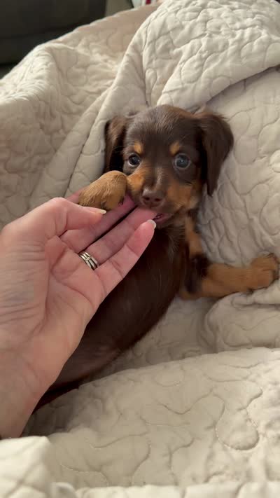 Hazel-Gorgeous AKC Chocolate & Tan Female- LH, a female Miniature Dachshund for sale in Monroe City, IN – 10 of 10