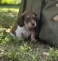 Cooper - Blue-Eyed AKC Tan & White Piebald w/ ticking, a male Miniature Dachshund for sale in Monroe City, IN – 2 of 6