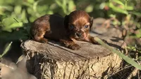 Midge-Small BabyDoll Face Beautiful Shaded Red(AKC Embark Tested Sire), a female Miniature Dachshund for sale in Monroe City, IN – 2 of 3
