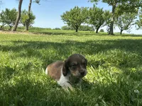 Cooper - Blue-Eyed AKC Tan & White Piebald w/ ticking, a male Miniature Dachshund for sale in Monroe City, IN – 6 of 6