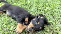 Jaxx-AKC-Embark Tested (PRA Clear) Sire Potential , a male Miniature Dachshund for sale in Monroe City, IN – 2 of 6
