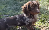 Jaxx-AKC-Embark Tested (PRA Clear) Sire Potential , a male Miniature Dachshund for sale in Monroe City, IN – 4 of 6
