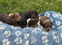 Gorgeous AKC Chocolate & Tan Female- LH, a female Miniature Dachshund for sale in Monroe City, IN – 6 of 6