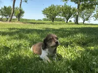 Cooper - Blue-Eyed AKC Tan & White Piebald w/ ticking, a male Miniature Dachshund for sale in Monroe City, IN – 5 of 6