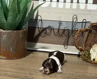 Princess-Elegant AKC Chocolate & White Piebald, a female Miniature Dachshund for sale in Monroe City, IN – 6 of 9