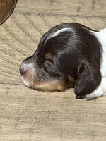 Princess-Elegant AKC Chocolate & White Piebald, a female Miniature Dachshund for sale in Monroe City, IN – 3 of 9
