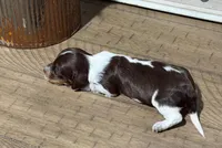 Princess-Elegant AKC Chocolate & White Piebald, a female Miniature Dachshund for sale in Monroe City, IN – 5 of 9