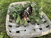 Princess-Elegant AKC Chocolate & White Piebald, a female Miniature Dachshund for sale in Monroe City, IN – 7 of 9