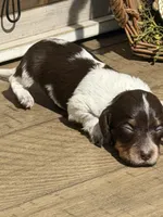 Princess-Elegant AKC Chocolate & White Piebald, a female Miniature Dachshund for sale in Monroe City, IN – 2 of 9