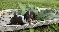 Princess-Elegant AKC Chocolate & White Piebald, a female Miniature Dachshund for sale in Monroe City, IN – 8 of 9