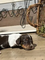 Princess-Elegant AKC Chocolate & White Piebald, a female Miniature Dachshund for sale in Monroe City, IN – 4 of 9