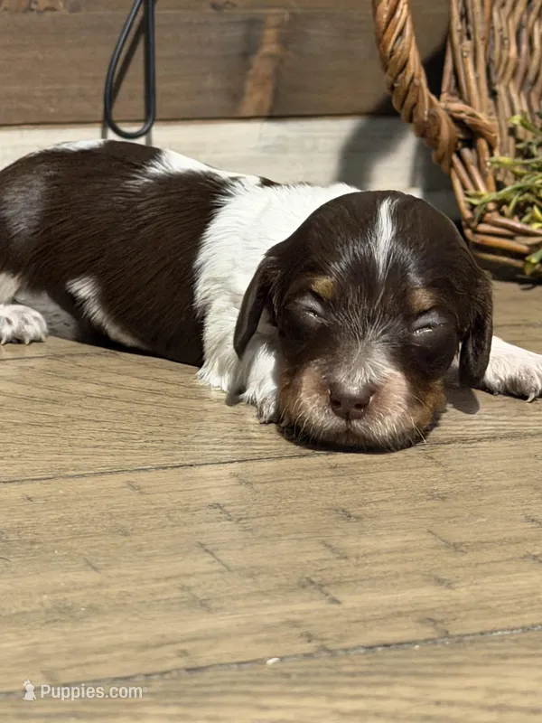 Princess-Elegant AKC Chocolate & White Piebald – Miniature Dachshund puppy for sale in Monroe City, IN
