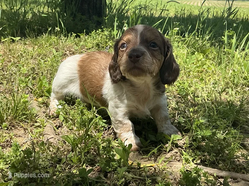 Atlas - AKC Tan & White Piebald LH-Health Tested Parents – Miniature Dachshund puppy for sale in Monroe City, IN