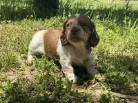 Atlas - AKC Tan & White Piebald LH-Health Tested Parents, a male Miniature Dachshund for sale in Monroe City, IN – 4 of 7