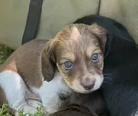 Cooper - Blue-Eyed AKC Tan & White Piebald w/ ticking, a male Miniature Dachshund for sale in Monroe City, IN – 1 of 6
