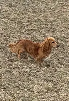 Gorgeous AKC Chocolate & Tan Female- LH, a female Miniature Dachshund for sale in Monroe City, IN – 5 of 6