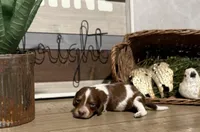 Atlas - Handsome LH AKC Tan & White Piebald (Symmetrical Markings), a male Miniature Dachshund for sale in Monroe City, IN – 3 of 10