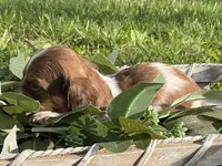 Atlas - Handsome LH AKC Tan & White Piebald (Symmetrical Markings), a male Miniature Dachshund for sale in Monroe City, IN – 2 of 10