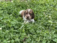 Atlas - Handsome LH AKC Tan & White Piebald (Symmetrical Markings), a male Miniature Dachshund for sale in Monroe City, IN – 5 of 10