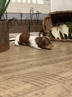 Atlas - Handsome LH AKC Tan & White Piebald (Symmetrical Markings), a male Miniature Dachshund for sale in Monroe City, IN – 6 of 10