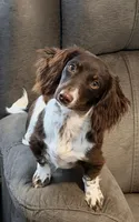 Atlas - Handsome LH AKC Tan & White Piebald (Symmetrical Markings), a male Miniature Dachshund for sale in Monroe City, IN – 9 of 10