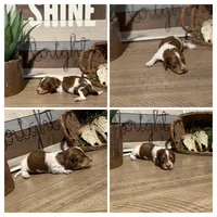 Atlas - Handsome LH AKC Tan & White Piebald (Symmetrical Markings), a male Miniature Dachshund for sale in Monroe City, IN – 4 of 10