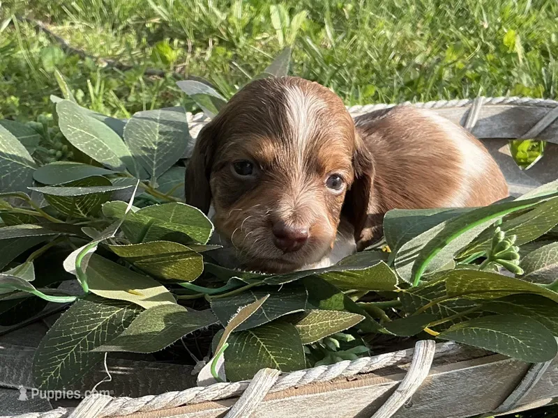 Atlas - Handsome LH AKC Tan & White Piebald (Symmetrical Markings) – Miniature Dachshund puppy for sale in Monroe City, IN