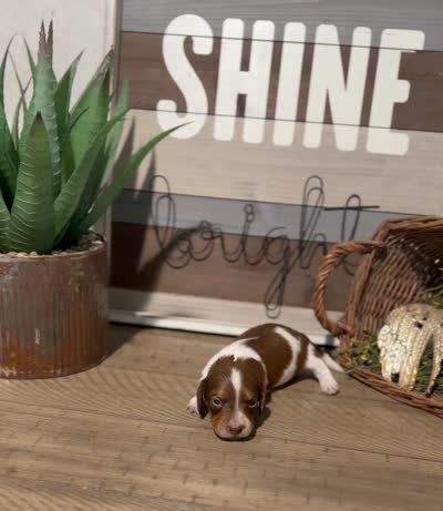 Atlas - Handsome LH AKC Tan & White Piebald (Symmetrical Markings), a male Miniature Dachshund for sale in Monroe City, IN – 8 of 10