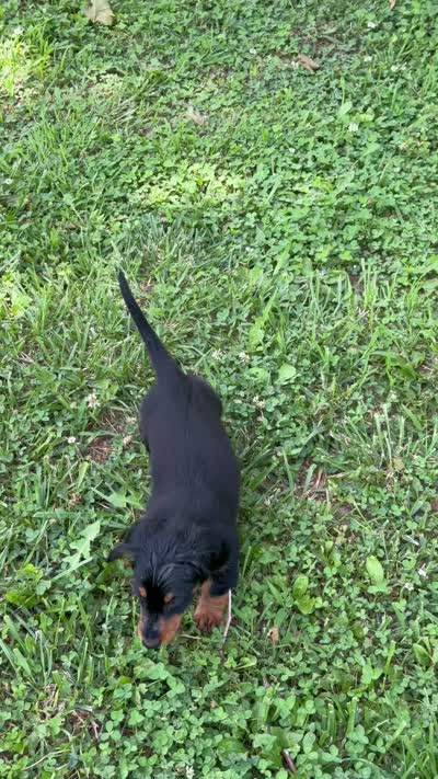Jaxx-AKC-Embark Tested (PRA Clear) Sire Potential , a male Miniature Dachshund for sale in Monroe City, IN – 6 of 6