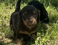 Hazel-Gorgeous AKC Chocolate & Tan Female- LH, a female Miniature Dachshund for sale in Monroe City, IN – 7 of 10