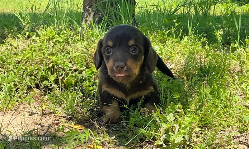 Gorgeous AKC Chocolate & Tan Female- LH – Miniature Dachshund puppy for sale in Monroe City, IN