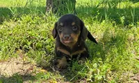Gorgeous AKC Chocolate & Tan Female- LH, a female Miniature Dachshund for sale in Monroe City, IN – 1 of 6