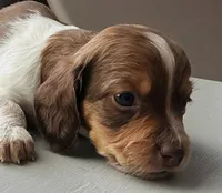 Atlas - AKC Tan & White Piebald LH-Health Tested Parents, a male Miniature Dachshund for sale in Monroe City, IN – 2 of 7