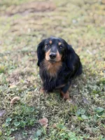 Bodie, a male Miniature Dachshund for sale in Monroe City, IN – Photo 3 of 3