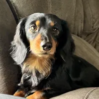 Bodie, a male Miniature Dachshund for sale in Monroe City, IN – Photo 2 of 3