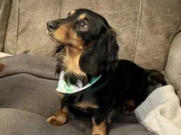 Bodie, a male Miniature Dachshund for sale in Monroe City, IN – Photo 1 of 3