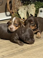 Atlas - AKC Tan & White Piebald LH-Health Tested Parents, a male Miniature Dachshund for sale in Monroe City, IN – 7 of 7