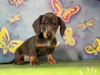 PRIMROSE-Gorgeous SH Blue & Tan, a female Miniature Dachshund for sale in Monroe City, IN – 2 of 6